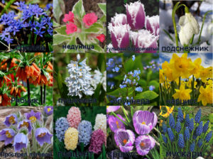 Растения весенних цветников: виды и названия