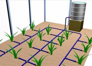 Капельный полив в теплице: устройство и преимущества системы
