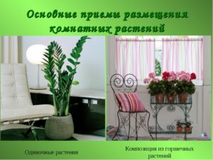 Особенности выбора и размещения растений в интерьере жилого дома