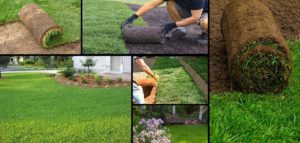 Рулонный газон: технология укладки