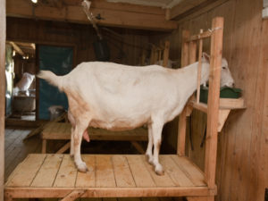 Как построить сарай для коз?